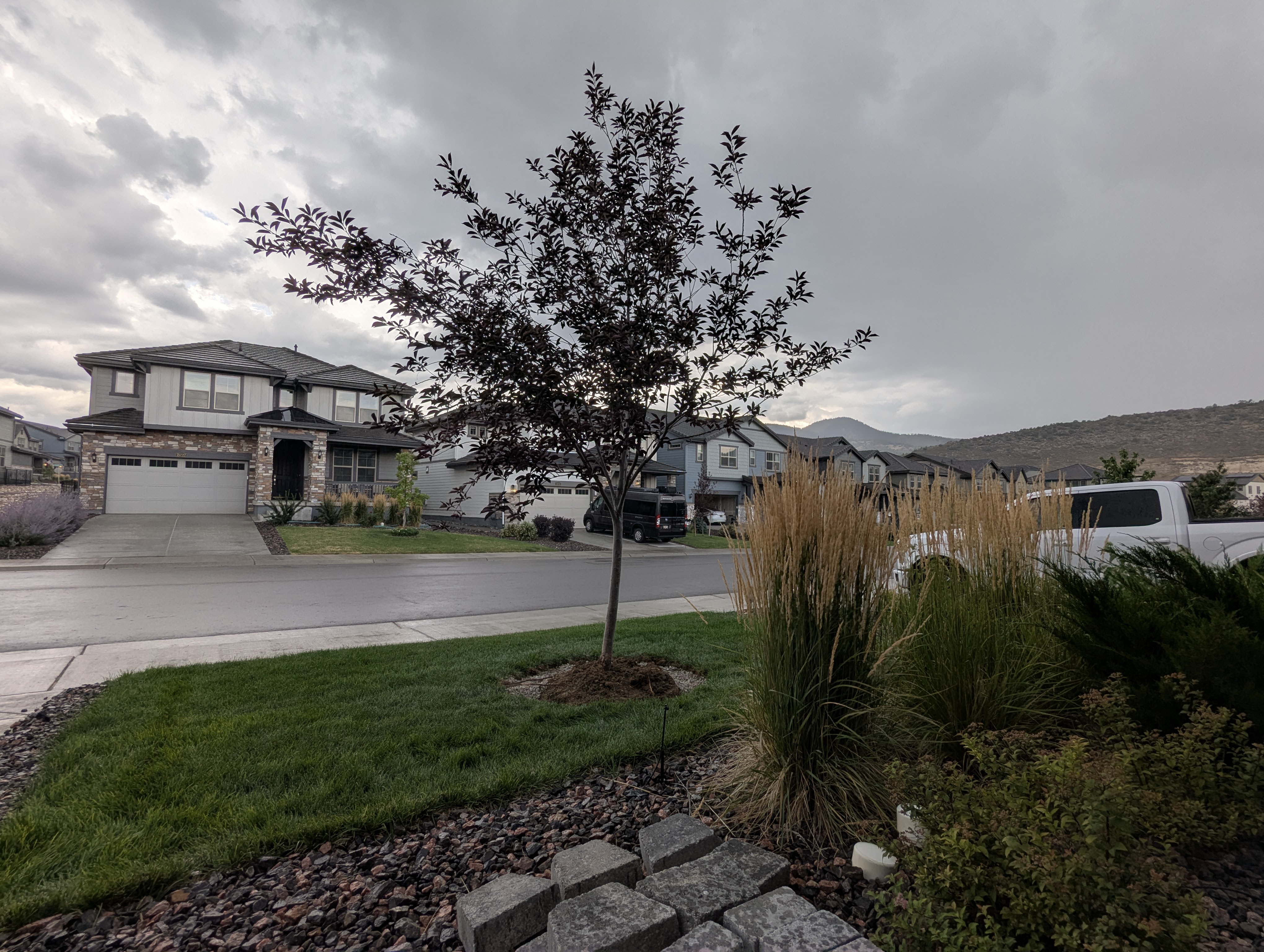 Tree Ring, Home Improvement, Morrison, Colorado